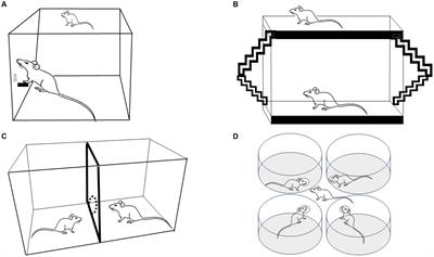 Being friendly: paced mating for the study of physiological, behavioral, and neuroplastic changes induced by sexual behavior in females